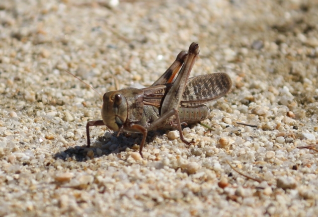 バッタ同時多発テロ サバクトビバッタだけじゃない 中国と南米でも蝗害発生 楽しく生きないと人生もったいないぞ おじさんのブログ