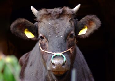 オランダの畜産制限から見える食糧危機の本質